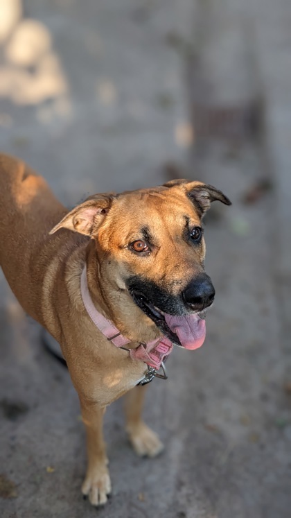 Molly, an adoptable Mixed Breed in Montreal, QC, H4P 1X4 | Photo Image 3