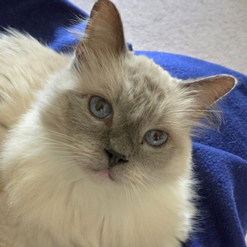 Olaf, an adoptable Ragdoll, Domestic Long Hair in Fayetteville, GA, 30214 | Photo Image 1