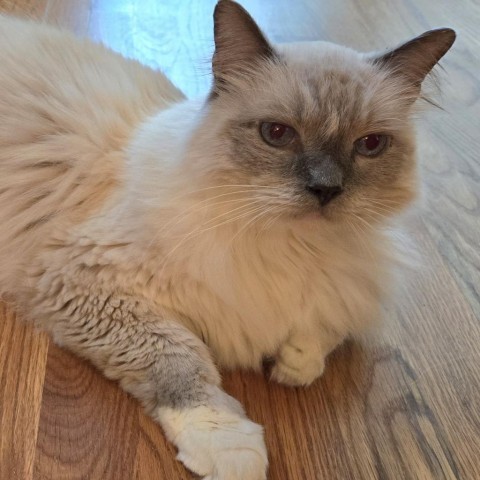 Olaf, an adoptable Ragdoll, Domestic Long Hair in Fayetteville, GA, 30214 | Photo Image 2