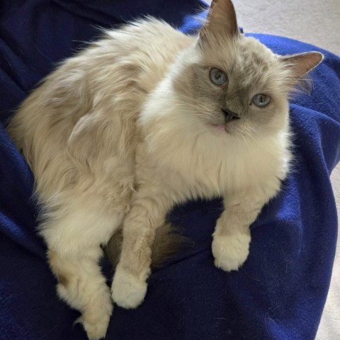 Olaf, an adoptable Ragdoll, Domestic Long Hair in Fayetteville, GA, 30214 | Photo Image 3