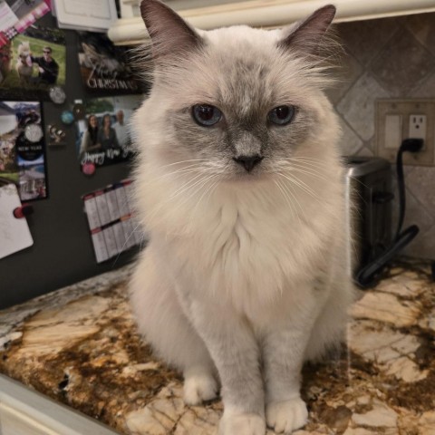 Olaf, an adoptable Ragdoll, Domestic Long Hair in Fayetteville, GA, 30214 | Photo Image 4