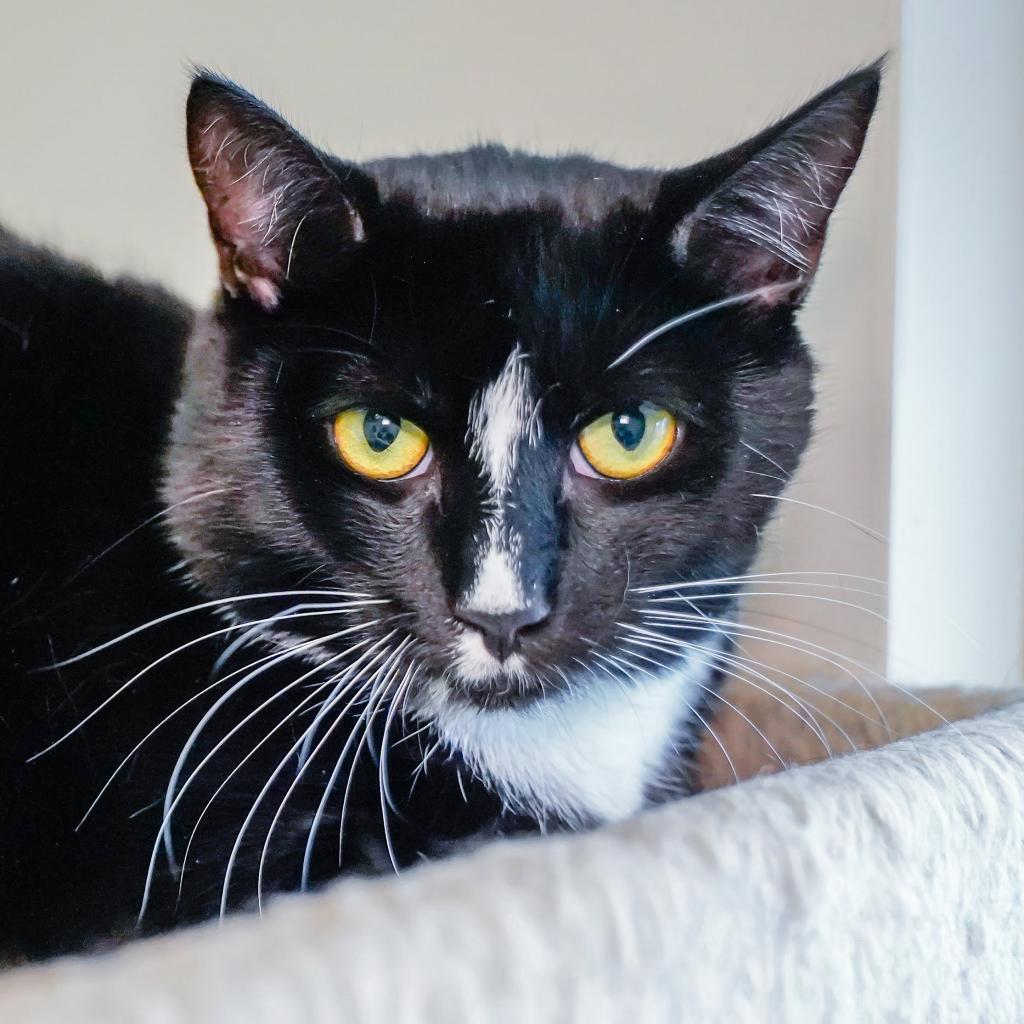 Skimbleshanks, an adoptable Domestic Short Hair in Thomaston, ME, 04861 | Photo Image 1