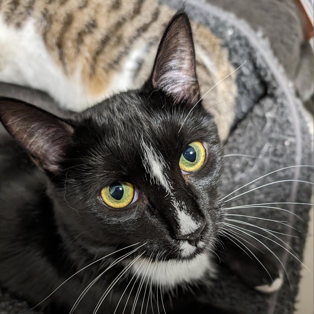 Skimbleshanks, an adoptable Domestic Short Hair in Thomaston, ME, 04861 | Photo Image 2