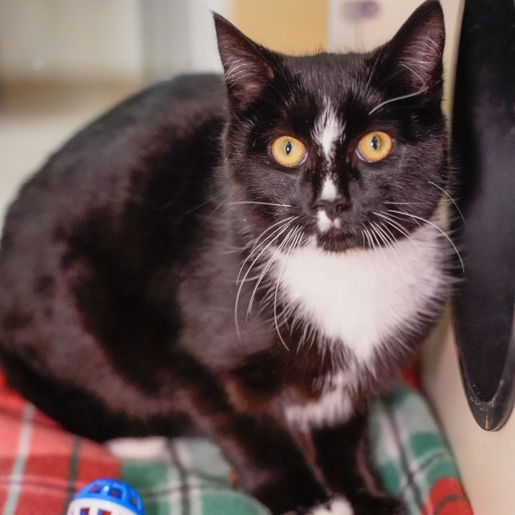 Skimbleshanks, an adoptable Domestic Short Hair in Thomaston, ME, 04861 | Photo Image 3