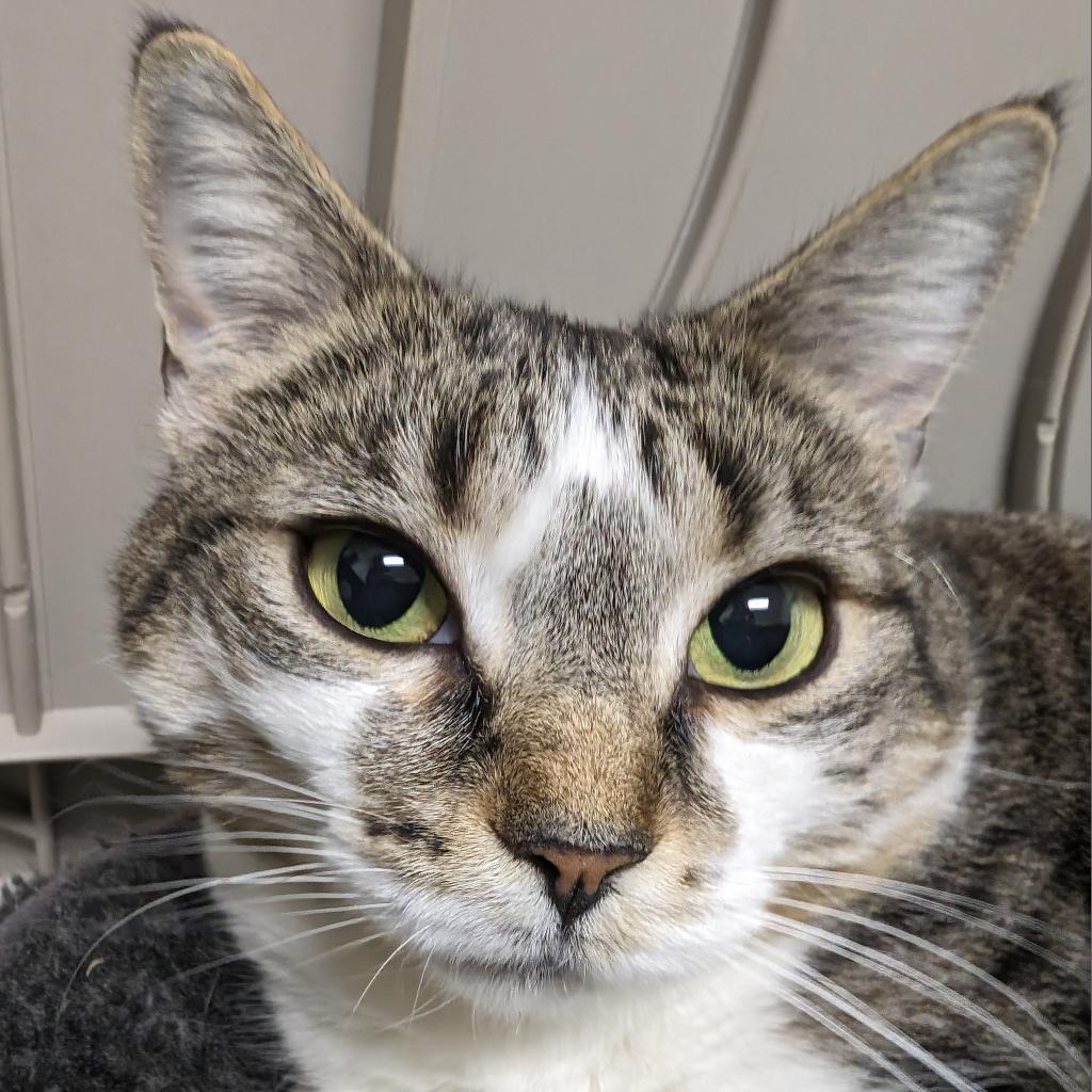 Daisy, an adoptable Domestic Short Hair in Thomaston, ME, 04861 | Photo Image 2