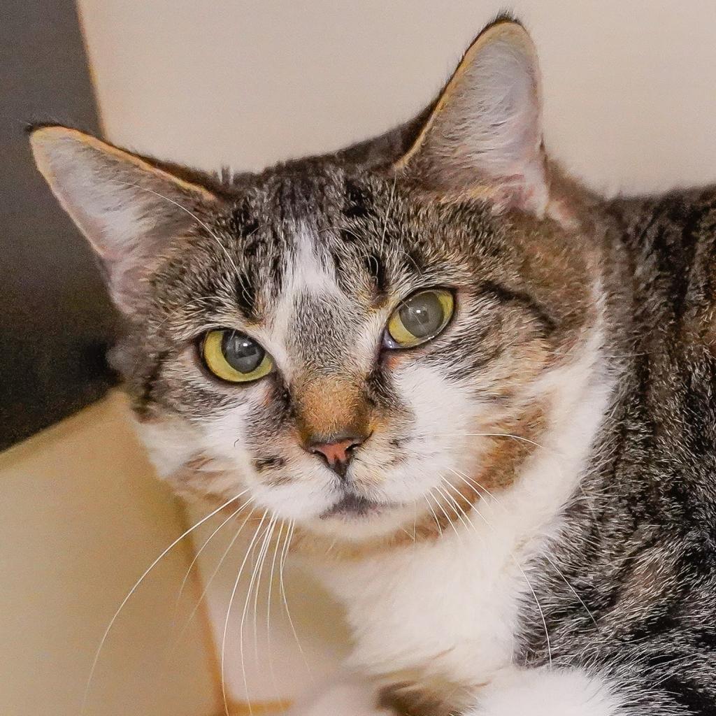 Daisy, an adoptable Domestic Short Hair in Thomaston, ME, 04861 | Photo Image 3