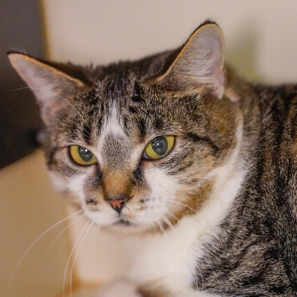 Daisy, an adoptable Domestic Short Hair in Thomaston, ME, 04861 | Photo Image 4