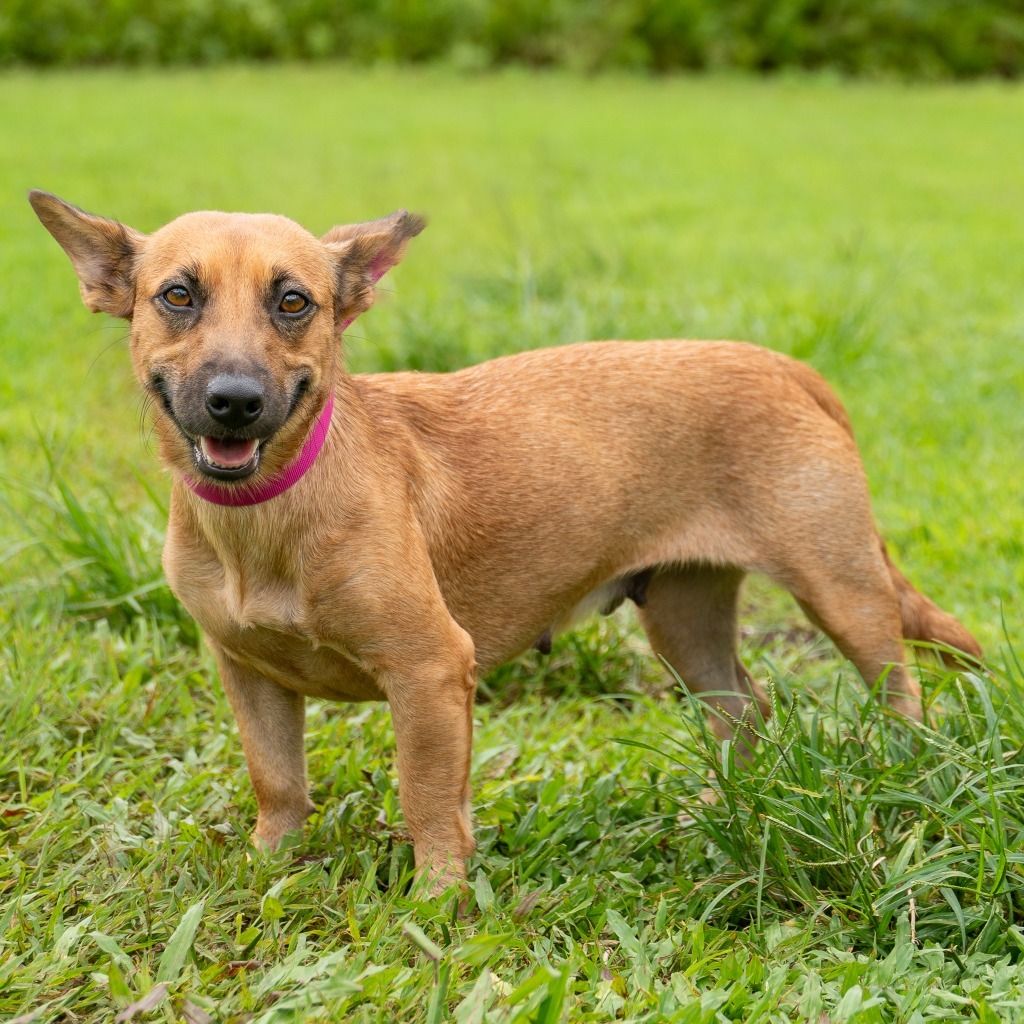 Guppy, an adoptable Affenpinscher in Mangilao, GU, 96923 | Photo Image 1