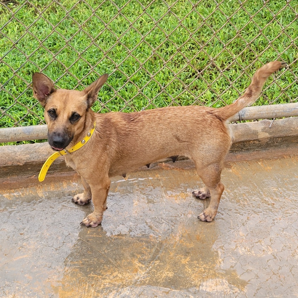 Guppy, an adoptable Affenpinscher in Mangilao, GU, 96923 | Photo Image 2