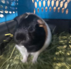 Guinea pig 2 (Cheesecake)-Bonded to Kingsley Guinea Pig Small & Furry