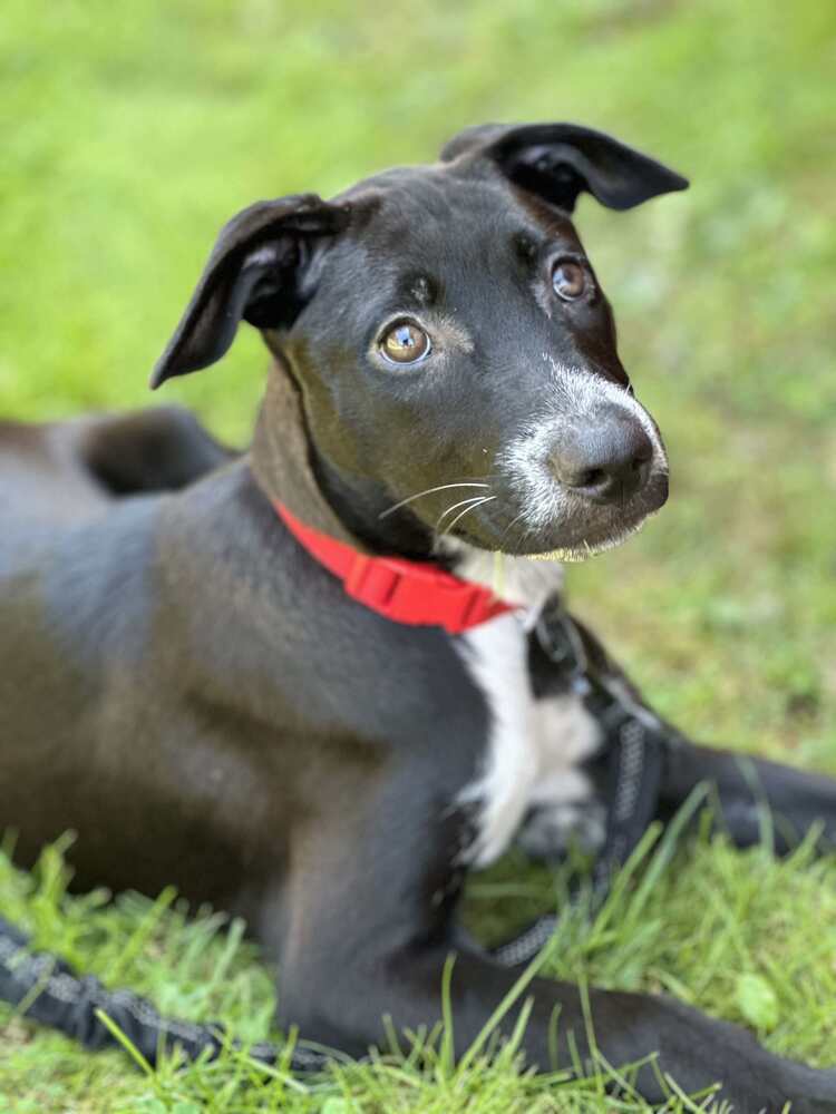 Blossom CA (PowerPuff Girls Theme), an adoptable Labrador Retriever in Dartmouth, NS, B2V 1B7 | Photo Image 1