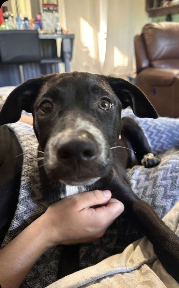 Blossom CA (PowerPuff Girls Theme), an adoptable Labrador Retriever in Dartmouth, NS, B2V 1B7 | Photo Image 3