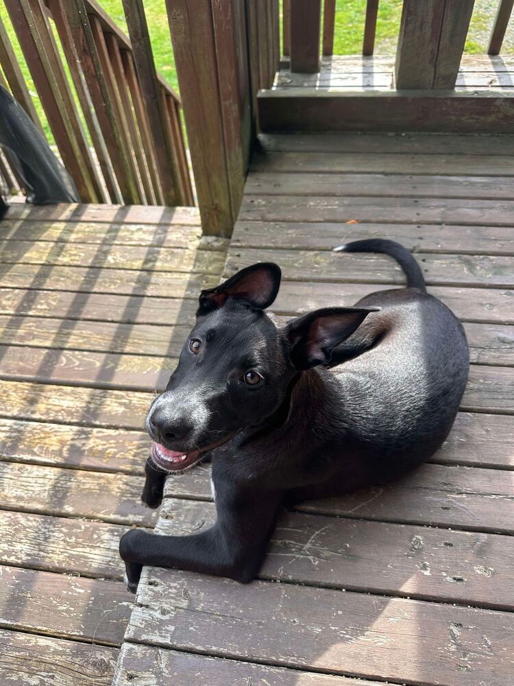 Blossom CA (PowerPuff Girls Theme), an adoptable Labrador Retriever in Dartmouth, NS, B2V 1B7 | Photo Image 4