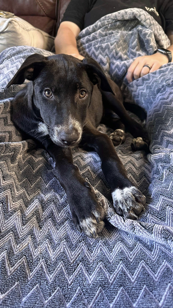 Blossom CA (PowerPuff Girls Theme), an adoptable Labrador Retriever in Dartmouth, NS, B2V 1B7 | Photo Image 5