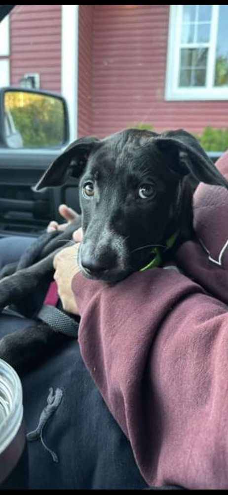 Blossom CA (PowerPuff Girls Theme), an adoptable Labrador Retriever in Dartmouth, NS, B2V 1B7 | Photo Image 6