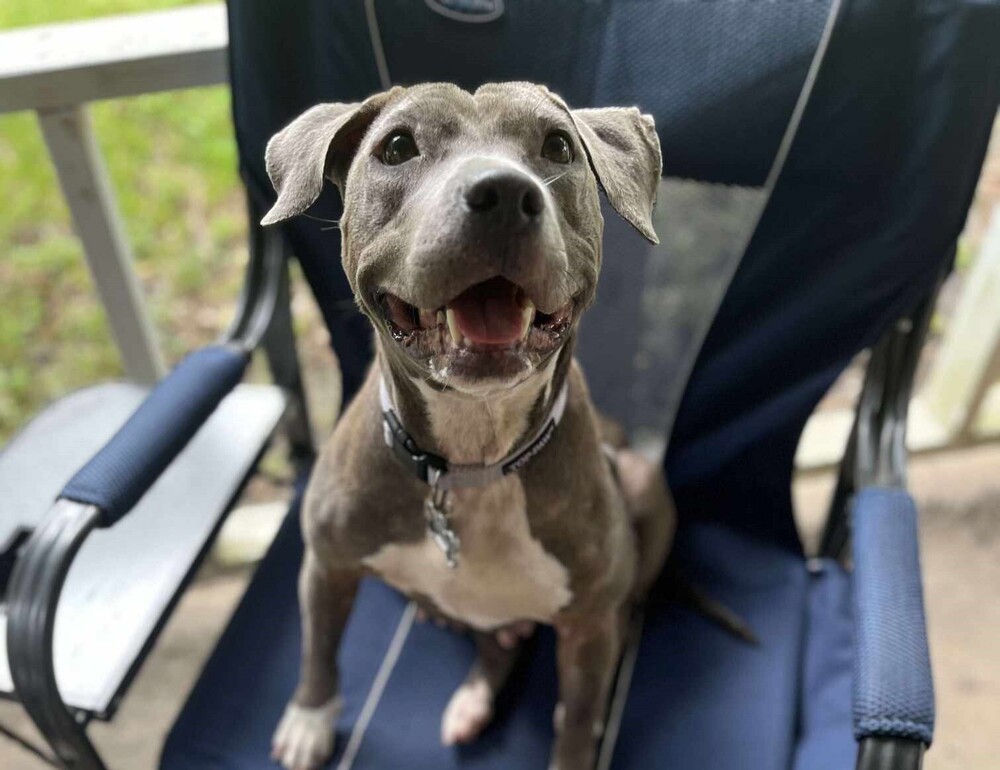 Bettie aka Nellie, an adoptable Pit Bull Terrier in Charlottetown, PE, C1A 4B7 | Photo Image 1