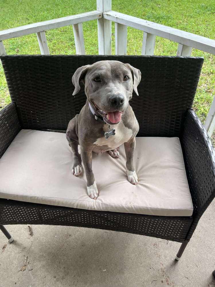 Bettie aka Nellie, an adoptable Pit Bull Terrier in Charlottetown, PE, C1A 4B7 | Photo Image 2