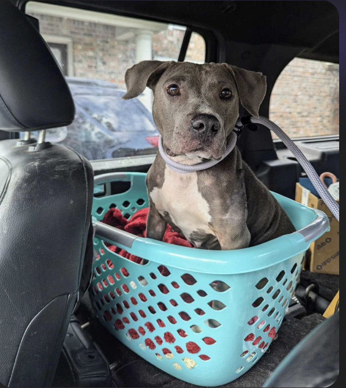 Bettie aka Nellie, an adoptable Pit Bull Terrier in Charlottetown, PE, C1A 4B7 | Photo Image 4