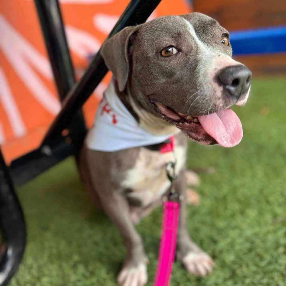 Bettie aka Nellie, an adoptable Pit Bull Terrier in Charlottetown, PE, C1A 4B7 | Photo Image 6