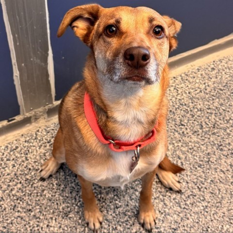 Squirrel, an adoptable Mixed Breed in Great Falls, MT, 59404 | Photo Image 1