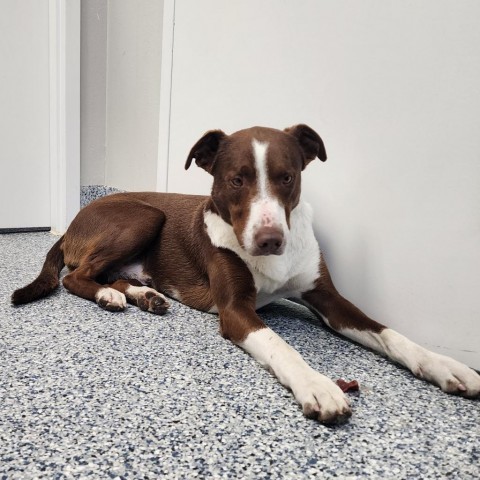 Bucky, an adoptable Mixed Breed in Great Falls, MT, 59404 | Photo Image 1