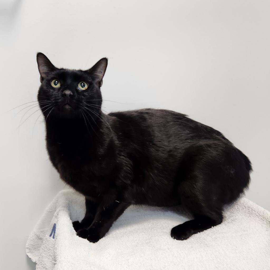 Rocko, an adoptable Domestic Short Hair in Great Falls, MT, 59404 | Photo Image 1