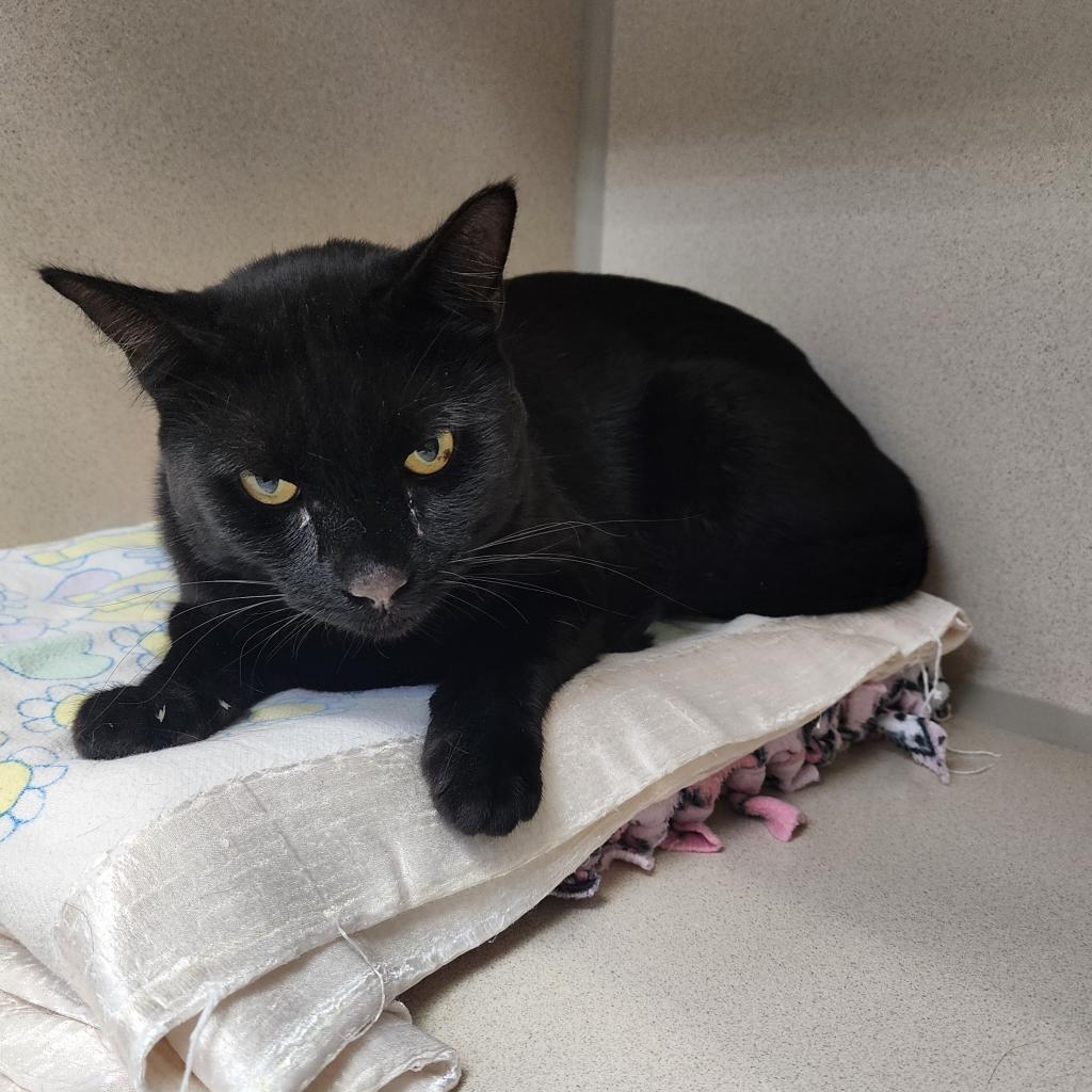 Rocko, an adoptable Domestic Short Hair in Great Falls, MT, 59404 | Photo Image 2