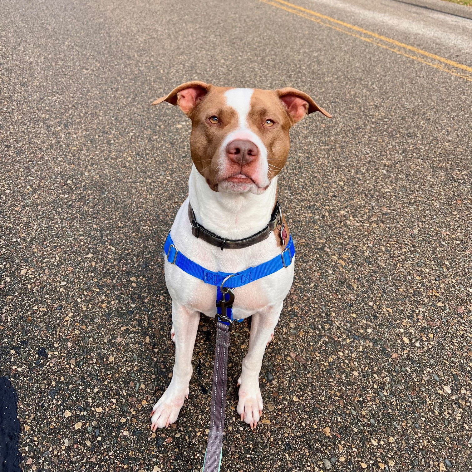 Bunson, an adoptable Pit Bull Terrier in Fargo, ND, 58103 | Photo Image 1