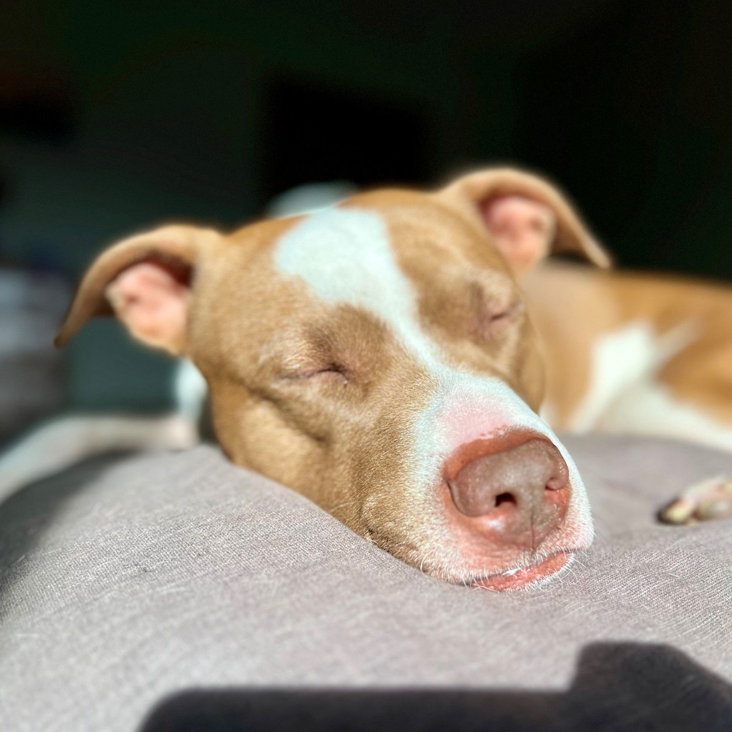 Bunson, an adoptable Pit Bull Terrier in Fargo, ND, 58103 | Photo Image 2