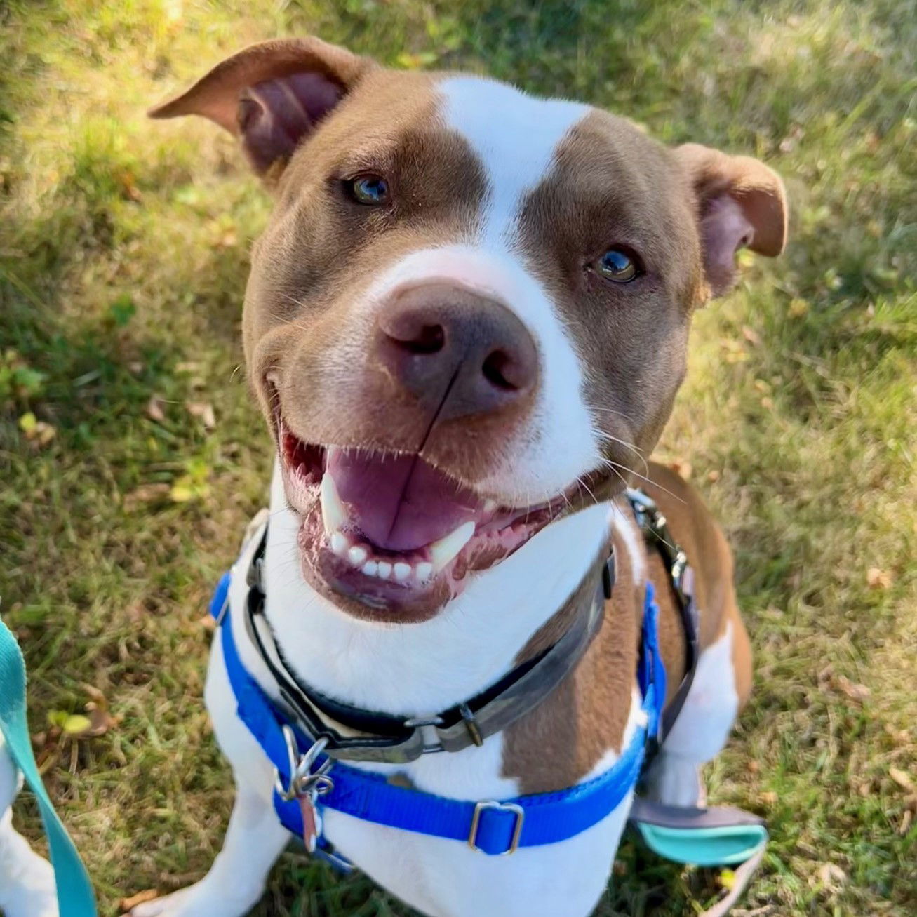 Bunson, an adoptable Pit Bull Terrier in Fargo, ND, 58103 | Photo Image 3