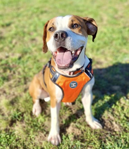 Shilo, an adoptable Hound in Gwinn, MI, 49841 | Photo Image 1