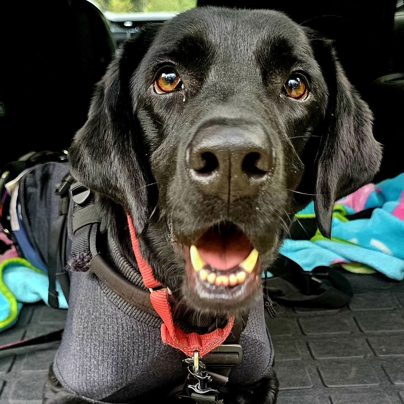 Buddy, an adoptable Labrador Retriever in Brooklyn Center, MN, 55429 | Photo Image 1