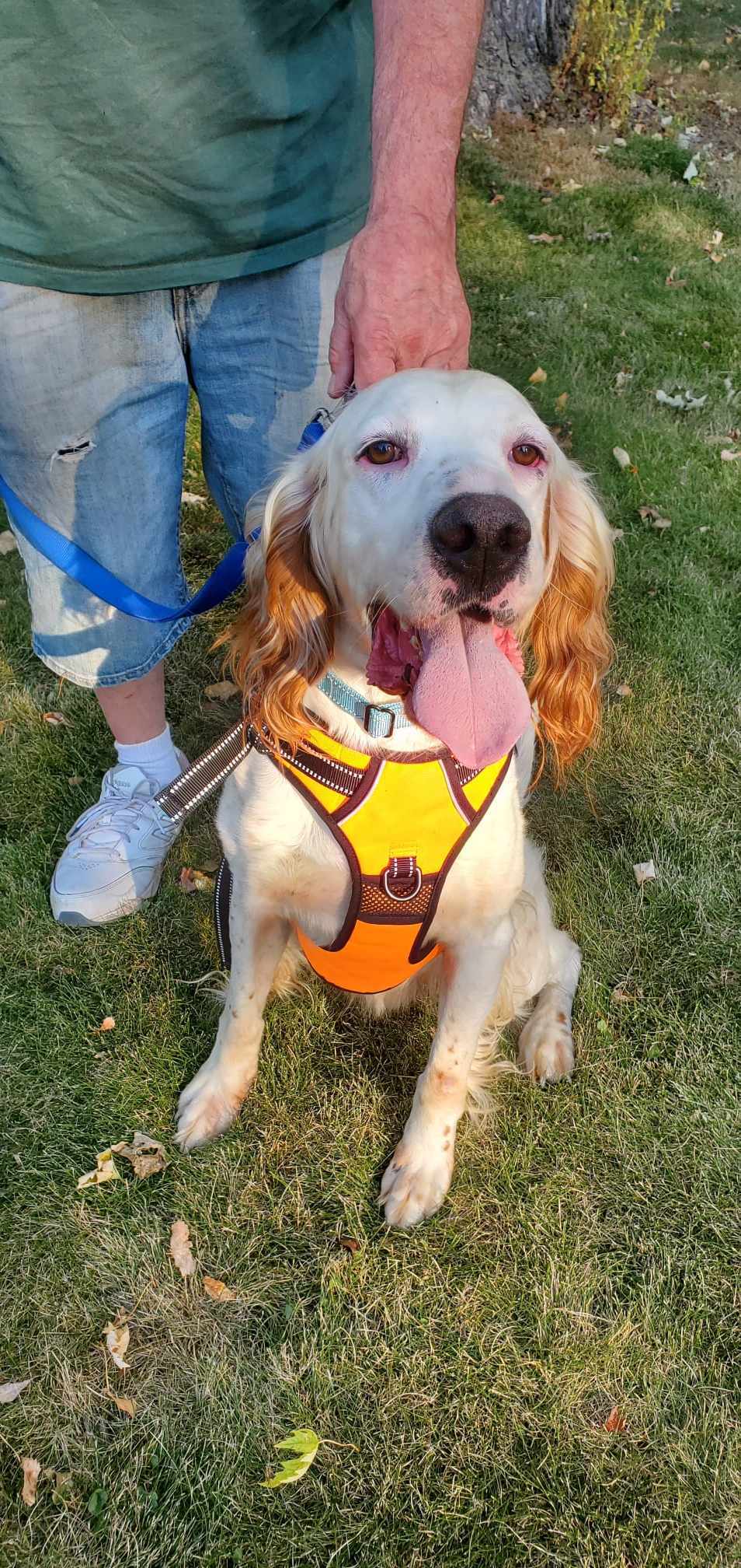 Mel *FOSTER HOME NEEDED*, an adoptable Setter in Crystal, MN, 55428 | Photo Image 1