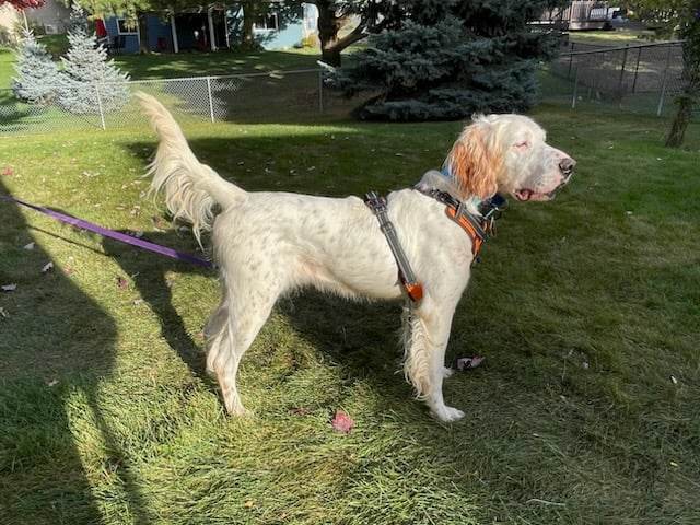 Mel *FOSTER HOME NEEDED*, an adoptable Setter in Crystal, MN, 55428 | Photo Image 2