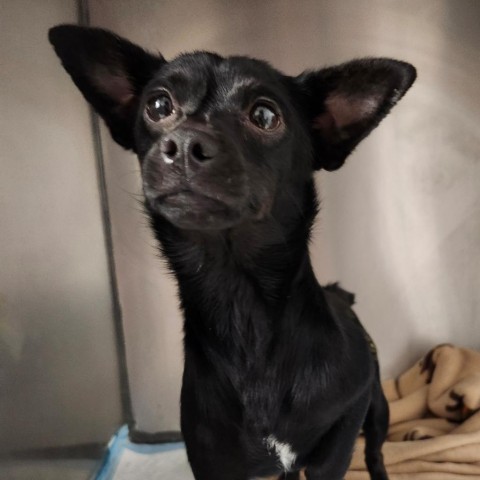 LuLu, an adoptable Schipperke, Chihuahua in Long Beach, CA, 90804 | Photo Image 1