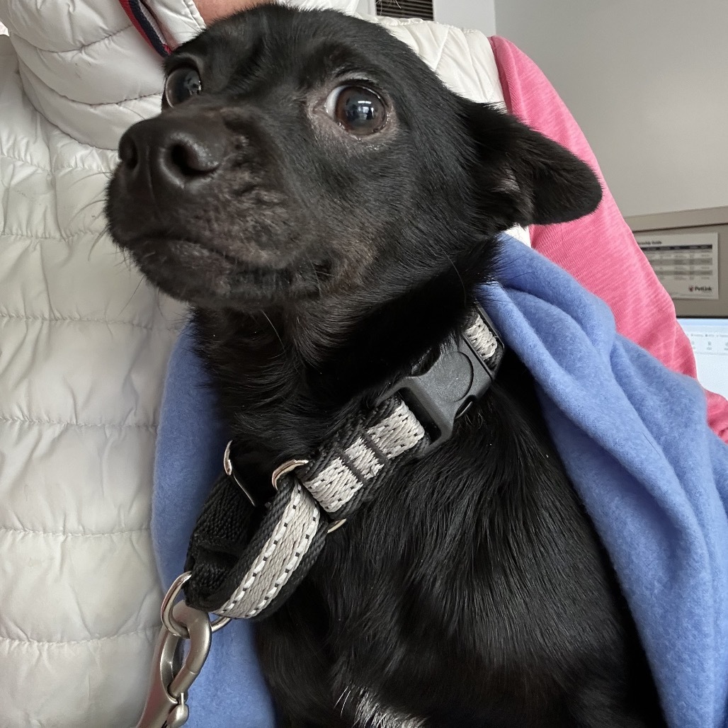 LuLu, an adoptable Schipperke, Chihuahua in Long Beach, CA, 90804 | Photo Image 2