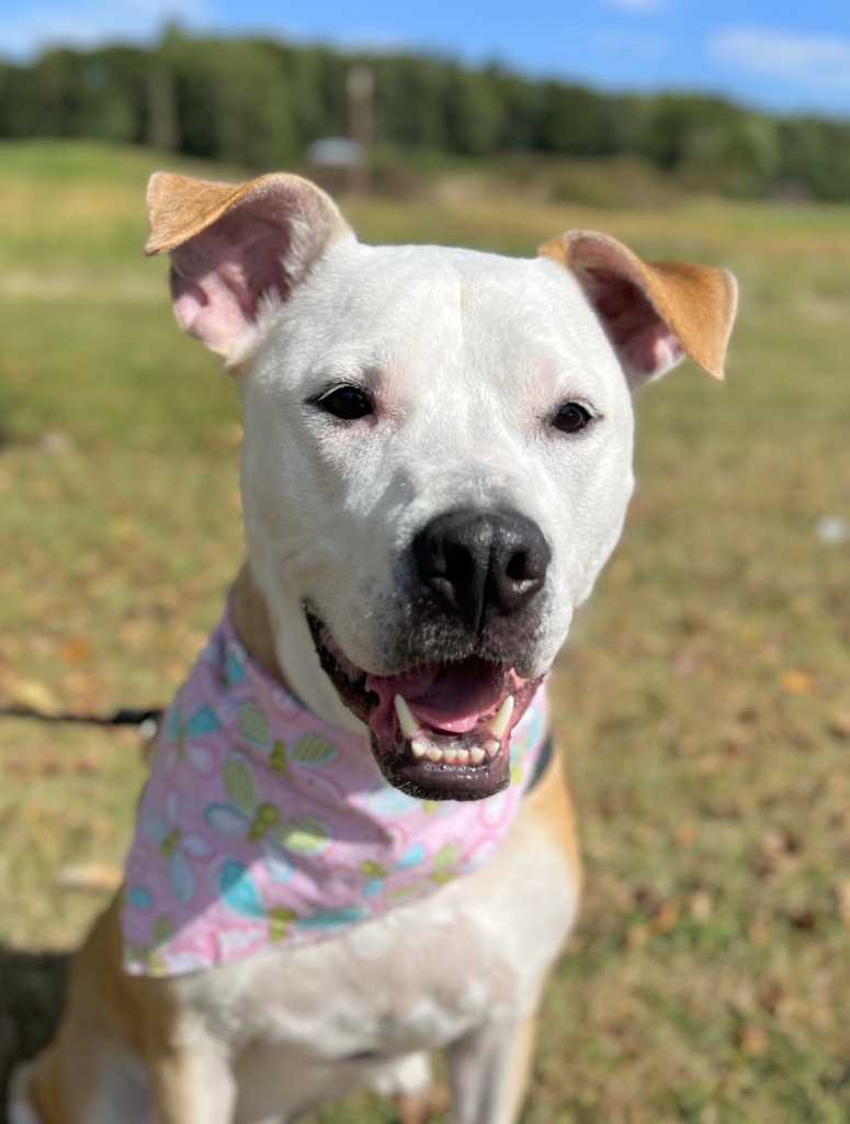 Ruth, an adoptable Mixed Breed in Menomonie, WI, 54751 | Photo Image 1