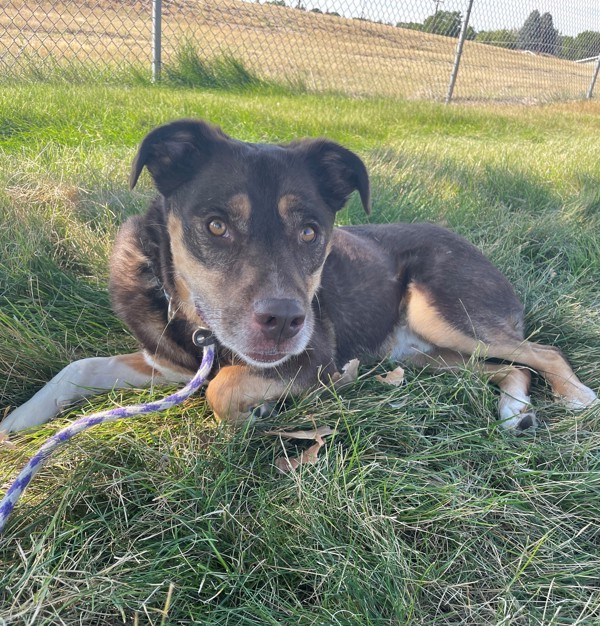 Gnocchi, an adoptable Mixed Breed in Great Falls, MT, 59405 | Photo Image 1