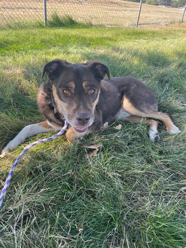 Gnocchi, an adoptable Mixed Breed in Great Falls, MT, 59405 | Photo Image 3