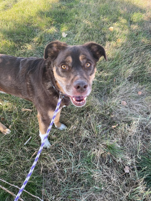 Gnocchi, an adoptable Mixed Breed in Great Falls, MT, 59405 | Photo Image 4