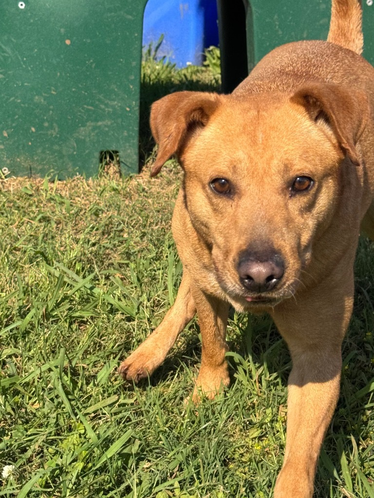 Tucker, an adoptable Black Mouth Cur, Mixed Breed in Bossier City, LA, 71111 | Photo Image 1