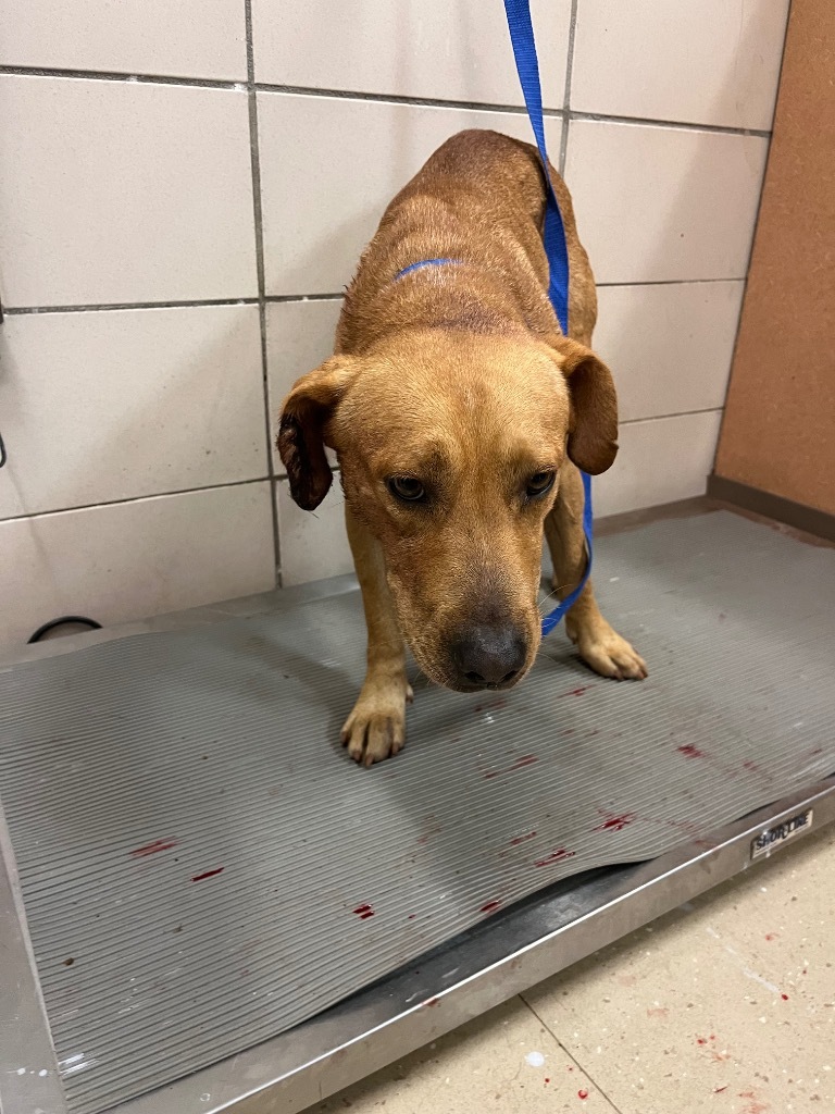 Tucker, an adoptable Black Mouth Cur, Mixed Breed in Bossier City, LA, 71111 | Photo Image 2