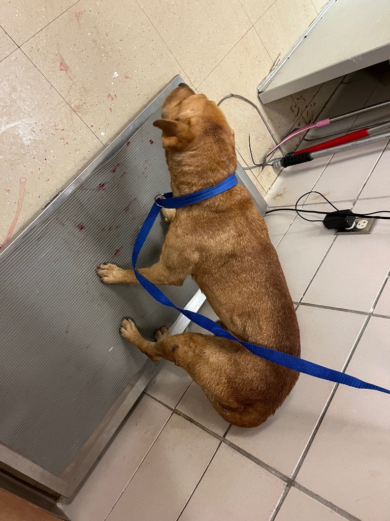 Tucker, an adoptable Black Mouth Cur, Mixed Breed in Bossier City, LA, 71111 | Photo Image 4