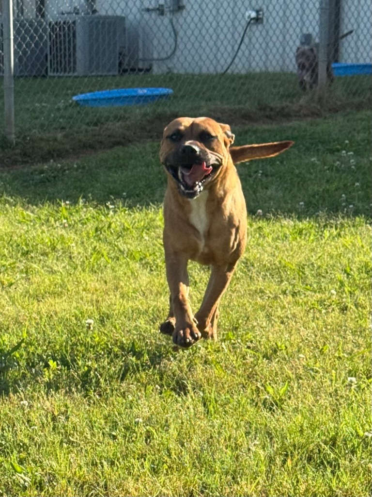 Vince, an adoptable Boxer, Mixed Breed in Bossier City, LA, 71111 | Photo Image 1