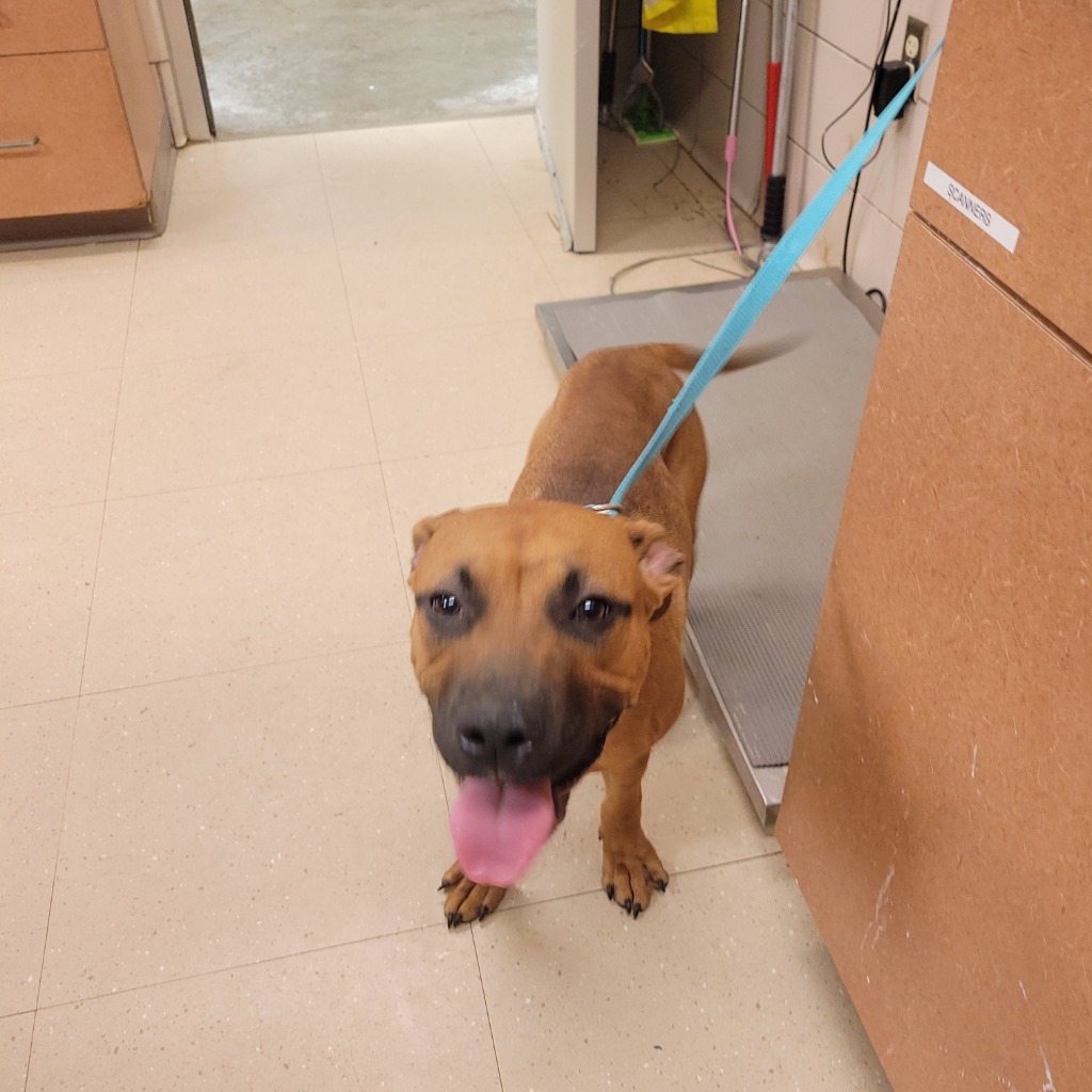 Vince, an adoptable Boxer, Mixed Breed in Bossier City, LA, 71111 | Photo Image 2