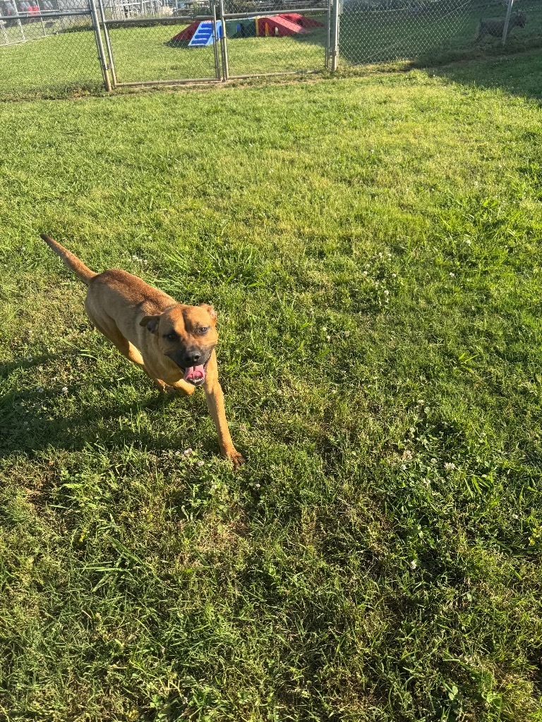 Vince, an adoptable Boxer, Mixed Breed in Bossier City, LA, 71111 | Photo Image 4