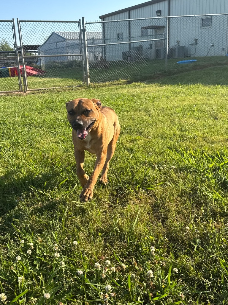 Vince, an adoptable Boxer, Mixed Breed in Bossier City, LA, 71111 | Photo Image 5