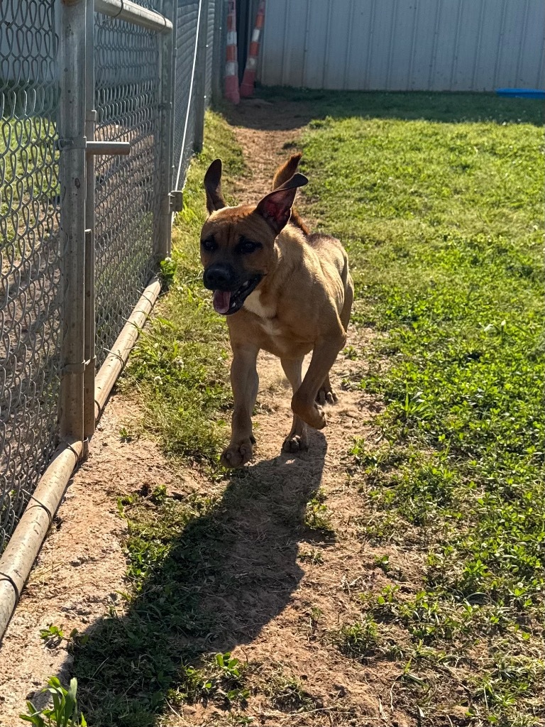 Vince, an adoptable Boxer, Mixed Breed in Bossier City, LA, 71111 | Photo Image 6
