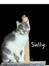 Sully photo 1