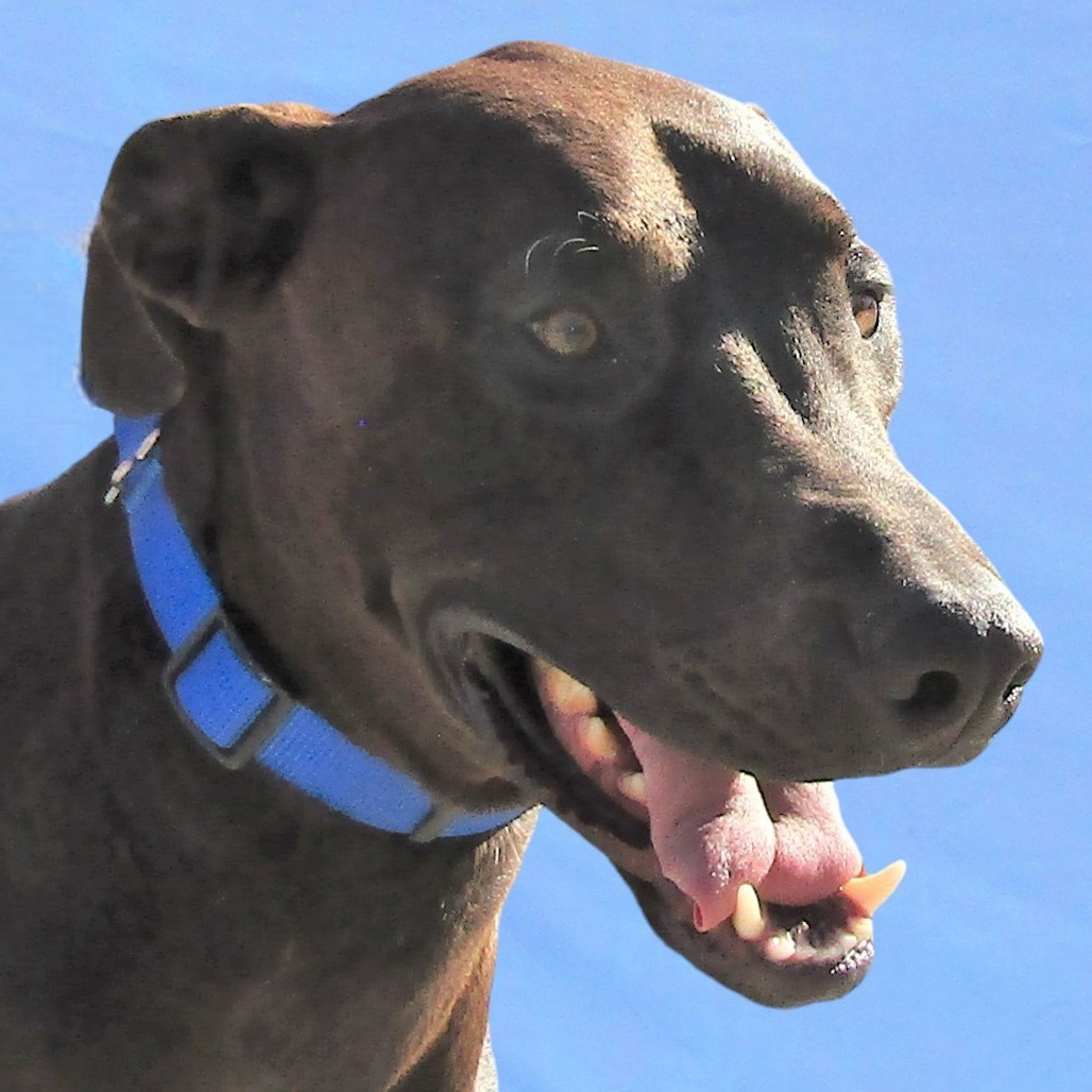 Lucky, an adoptable Mixed Breed in Las Cruces, NM, 88012 | Photo Image 1